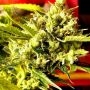 Holy Smoke Seeds Guava Dub Star Smoke Buds Weed Ganja Skunk Dope Pot Images Pics Nuggets