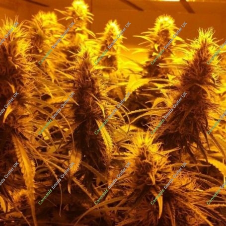 Guava Ghost Train Regular Marijuana Strain by Holy Smoke Seeds For Sale Online at Cannabis Seeds Outlet