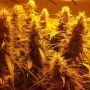 Guava Ghost Train Regular Marijuana Strain by Holy Smoke Seeds For Sale Online at Cannabis Seeds Outlet