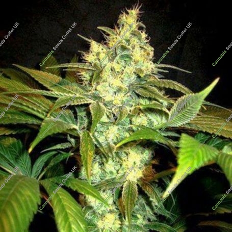 Sour Blackberry Diesel Regular Marijuana Strain by Holy Smoke Seeds For Sale Online at Cannabis Seeds Outlet