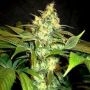 Sour Blackberry Diesel Regular Marijuana Strain by Holy Smoke Seeds For Sale Online at Cannabis Seeds Outlet
