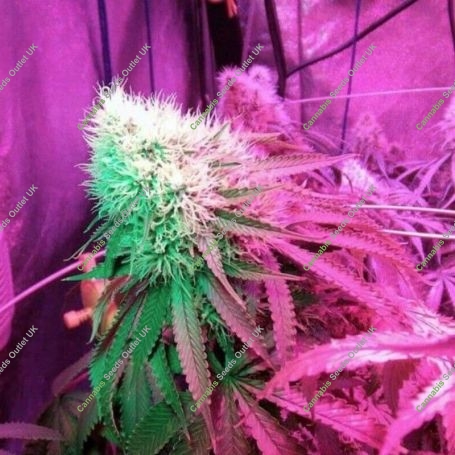 Strawberry StarDawg Feminized Marijuana Strain by Holy Smoke Seeds For Sale Online at Cannabis Seeds Outlet