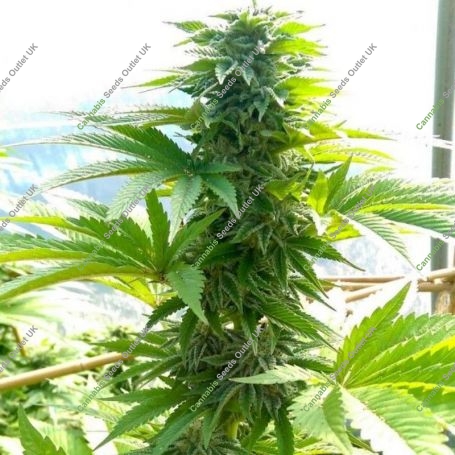 Guide Dawg Regular Marijuana Strain by Holy Smoke Seeds For Sale Online at Cannabis Seeds Outlet
