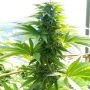 Guide Dawg Regular Marijuana Strain by Holy Smoke Seeds For Sale Online at Cannabis Seeds Outlet