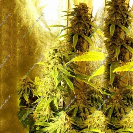 Kong Ox Regular Marijuana Strain by Holy Smoke Seeds For Sale Online at Cannabis Seeds Outlet