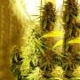 Kong Ox Regular Marijuana Strain by Holy Smoke Seeds For Sale Online at Cannabis Seeds Outlet