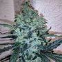 Chem Toffees Feminized Marijuana Strain by Holy Smoke Seeds For Sale Online at Cannabis Seeds Outlet