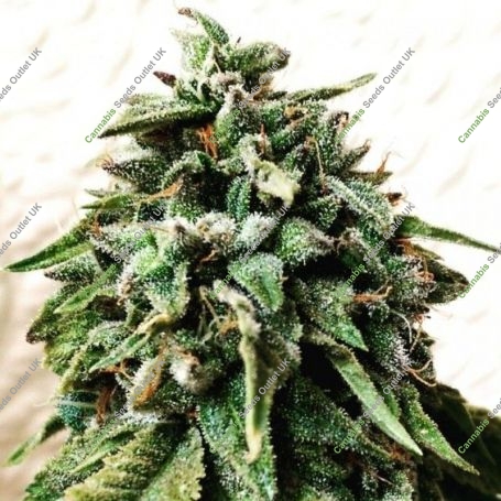 OG Strawberry Starkiller Regular Marijuana Strain by Holy Smoke Seeds For Sale Online at Cannabis Seeds Outlet