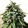 OG Strawberry Starkiller Regular Marijuana Strain by Holy Smoke Seeds For Sale Online at Cannabis Seeds Outlet