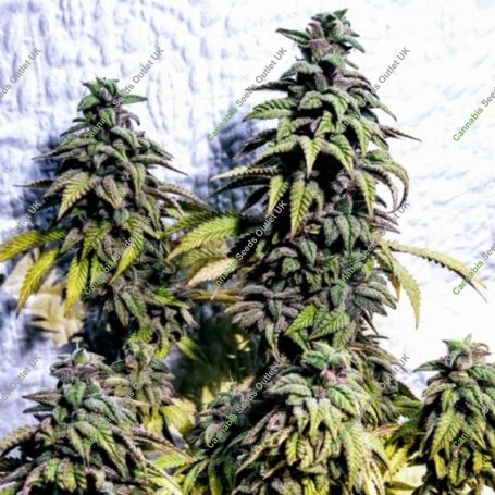 OG Upsetter Regular Marijuana Strain by Holy Smoke Seeds For Sale Online at Cannabis Seeds Outlet