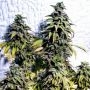 OG Upsetter Regular Marijuana Strain by Holy Smoke Seeds For Sale Online at Cannabis Seeds Outlet