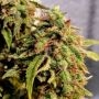 Bong Biscuits Regular Marijuana Strain by Holy Smoke Seeds For Sale Online at Cannabis Seeds Outlet