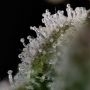 Bong Biscuits Regular by Holy Smoke Seeds THC Content Potency Strength CBD Height Yield Flowering Time Indica Sativa Genetics