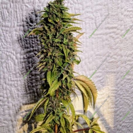 London OG Regular Marijuana Strain by Holy Smoke Seeds For Sale Online at Cannabis Seeds Outlet