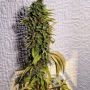 London OG Regular Marijuana Strain by Holy Smoke Seeds For Sale Online at Cannabis Seeds Outlet