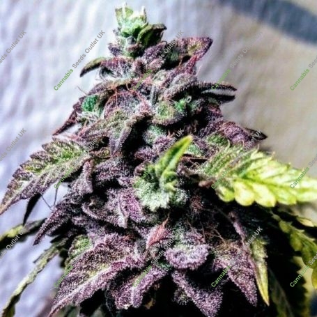 London Cookies Regular Marijuana Strain by Holy Smoke Seeds For Sale Online at Cannabis Seeds Outlet