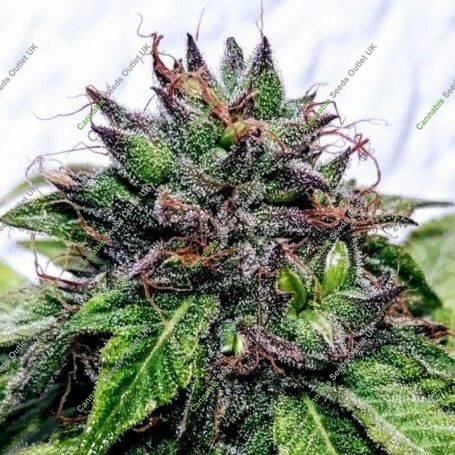 Special Needs Regular Marijuana Strain by Holy Smoke Seeds For Sale Online at Cannabis Seeds Outlet