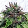 Special Needs Regular Marijuana Strain by Holy Smoke Seeds For Sale Online at Cannabis Seeds Outlet