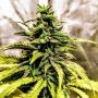 OG Dawg Stomper Regular Marijuana Strain by Holy Smoke Seeds For Sale Online at Cannabis Seeds Outlet