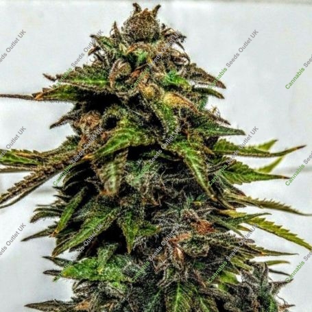 Blue Strawberries Feminized Marijuana Strain by Holy Smoke Seeds For Sale Online at Cannabis Seeds Outlet