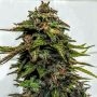 Blue Strawberries Feminized Marijuana Strain by Holy Smoke Seeds For Sale Online at Cannabis Seeds Outlet