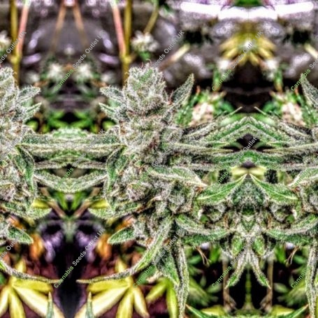 Durban Apricot Sherbert Feminized Marijuana Strain by Holy Smoke Seeds For Sale Online at Cannabis Seeds Outlet
