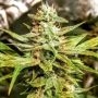 Holy Smoke Seeds Durban Apricot Sherbert Smoke Buds Weed Ganja Skunk Dope Pot Images Pics Nuggets