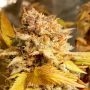 Fizzy Peach Feminized Marijuana Strain by Holy Smoke Seeds For Sale Online at Cannabis Seeds Outlet