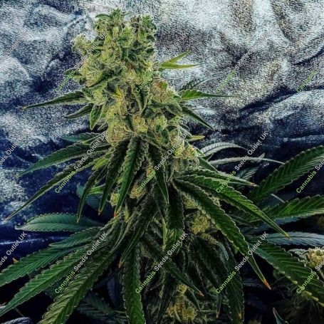 Strawberry Dawg Pound Feminized Marijuana Strain by Holy Smoke Seeds For Sale Online at Cannabis Seeds Outlet