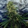 Strawberry Dawg Pound Feminized Marijuana Strain by Holy Smoke Seeds For Sale Online at Cannabis Seeds Outlet