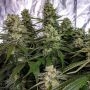 Holy Smoke Seeds Strawberry Dawg Pound Smoke Buds Weed Ganja Skunk Dope Pot Images Pics Nuggets