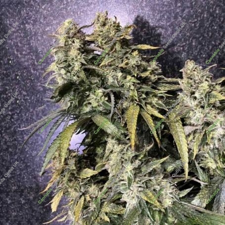 Strawberry Sunset Feminized Marijuana Strain by Holy Smoke Seeds For Sale Online at Cannabis Seeds Outlet