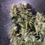 Strawberry Sunset Feminized Marijuana Strain by Holy Smoke Seeds For Sale Online at Cannabis Seeds Outlet
