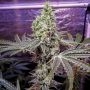 Holy Smoke Seeds Strawberry Sunset Smoke Buds Weed Ganja Skunk Dope Pot Images Pics Nuggets