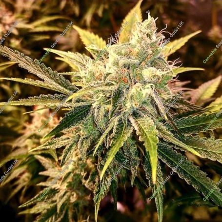 Strawberry Wedding Cake Feminized Marijuana Strain by Holy Smoke Seeds For Sale Online at Cannabis Seeds Outlet