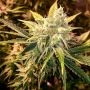 Strawberry Wedding Cake Feminized Marijuana Strain by Holy Smoke Seeds For Sale Online at Cannabis Seeds Outlet