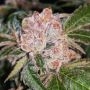 Holy Smoke Seeds Strawberry Wedding Cake Smoke Buds Weed Ganja Skunk Dope Pot Images Pics Nuggets
