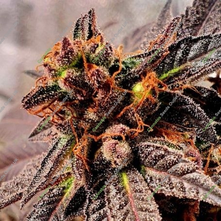 Jelly Tots Regular Marijuana Strain by Holy Smoke Seeds For Sale Online at Cannabis Seeds Outlet
