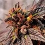 Jelly Tots Regular Marijuana Strain by Holy Smoke Seeds For Sale Online at Cannabis Seeds Outlet