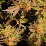 Holy Smoke Seeds Jelly Tots Smoke Buds Weed Ganja Skunk Dope Pot Images Pics Nuggets