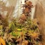 Jelly Tots Regular by Holy Smoke Seeds THC Content Potency Strength CBD Height Yield Flowering Time Indica Sativa Genetics