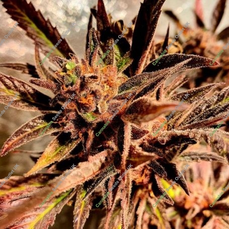 Jelly Beans Regular Marijuana Strain by Holy Smoke Seeds For Sale Online at Cannabis Seeds Outlet