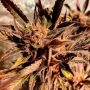 Jelly Beans Regular Marijuana Strain by Holy Smoke Seeds For Sale Online at Cannabis Seeds Outlet