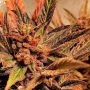 Holy Smoke Seeds Jelly Beans Smoke Buds Weed Ganja Skunk Dope Pot Images Pics Nuggets