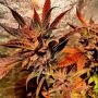 Jelly Beans Regular by Holy Smoke Seeds THC Content Potency Strength CBD Height Yield Flowering Time Indica Sativa Genetics