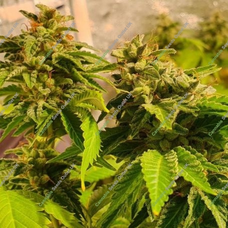 Reggae Radio Regular Marijuana Strain by Holy Smoke Seeds For Sale Online at Cannabis Seeds Outlet