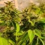 Reggae Radio Regular Marijuana Strain by Holy Smoke Seeds For Sale Online at Cannabis Seeds Outlet