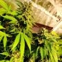 Holy Smoke Seeds Reggae Radio Smoke Buds Weed Ganja Skunk Dope Pot Images Pics Nuggets