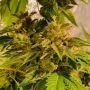 Reggae Radio Regular by Holy Smoke Seeds THC Content Potency Strength CBD Height Yield Flowering Time Indica Sativa Genetics