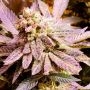 Brute Rose Feminized Marijuana Strain by Holy Smoke Seeds For Sale Online at Cannabis Seeds Outlet